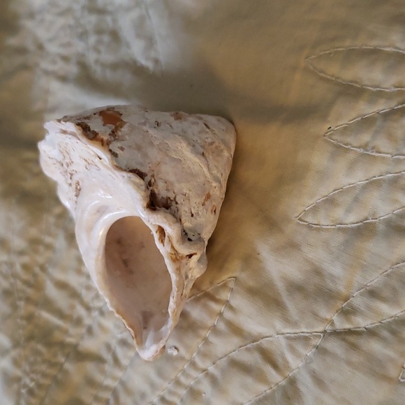 Sea shell - Picture 2 of 4